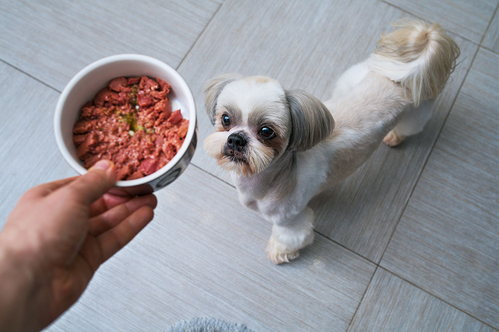 Healthy Ingredients in Dog Food