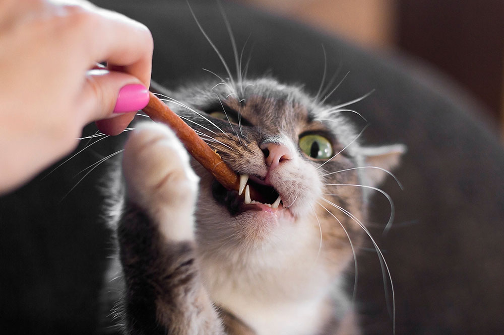 3 Best Storebought Cat Treat Brands