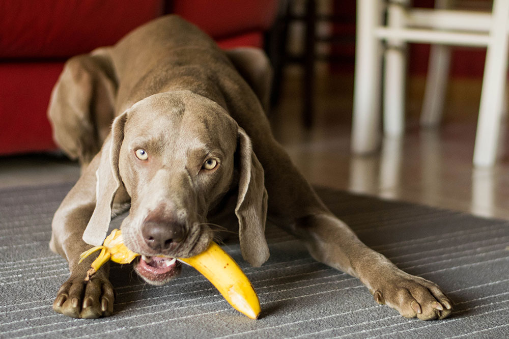 3 Simple No-Cook Treats for Dogs