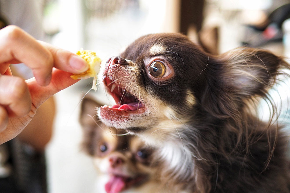 6 Symptoms of Food Allergies in Dogs