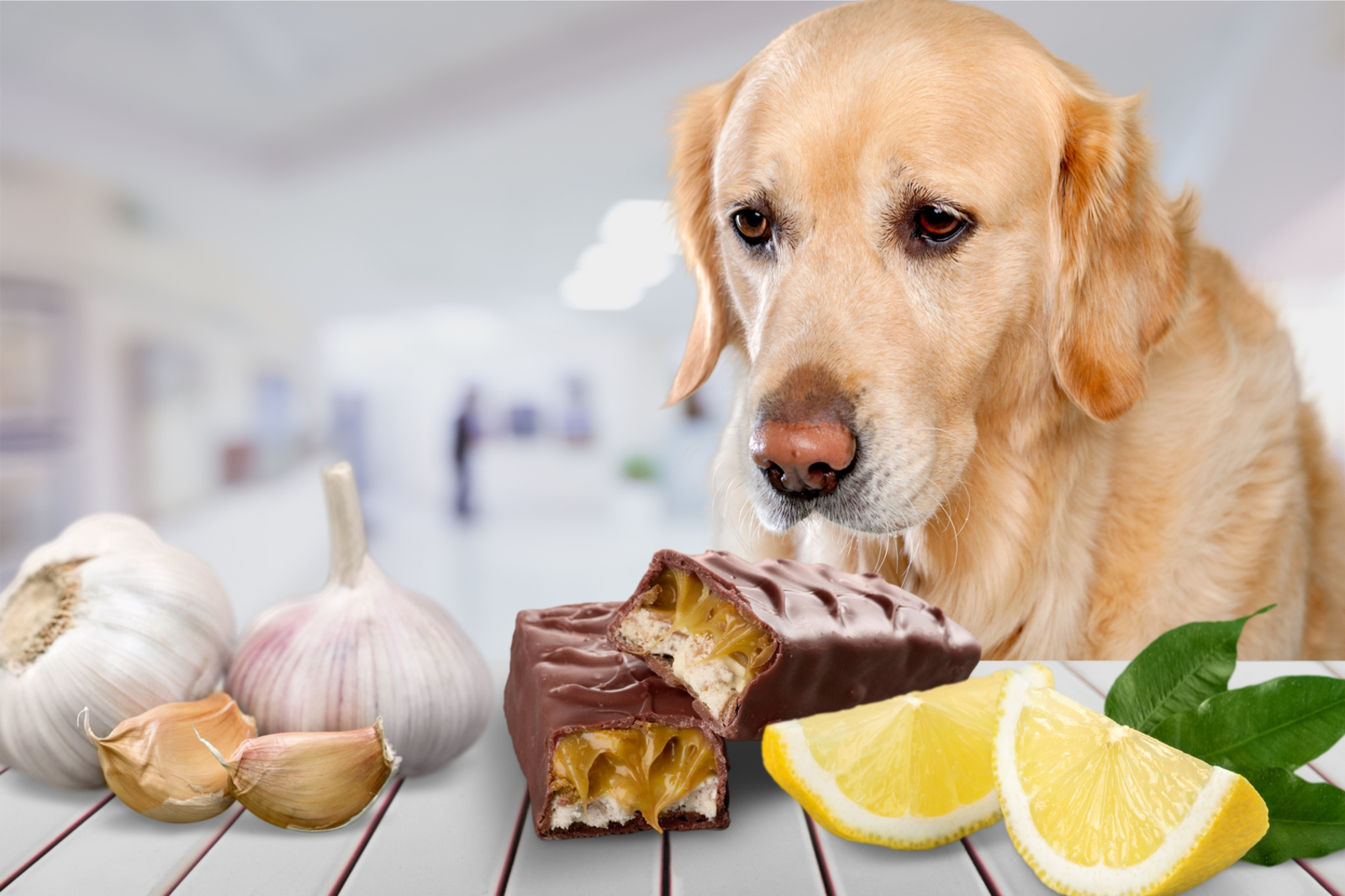Toxic Foods For Dogs